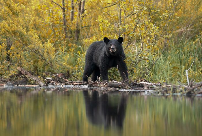 Nominee: Gentle Reflection By Dave Shaffer