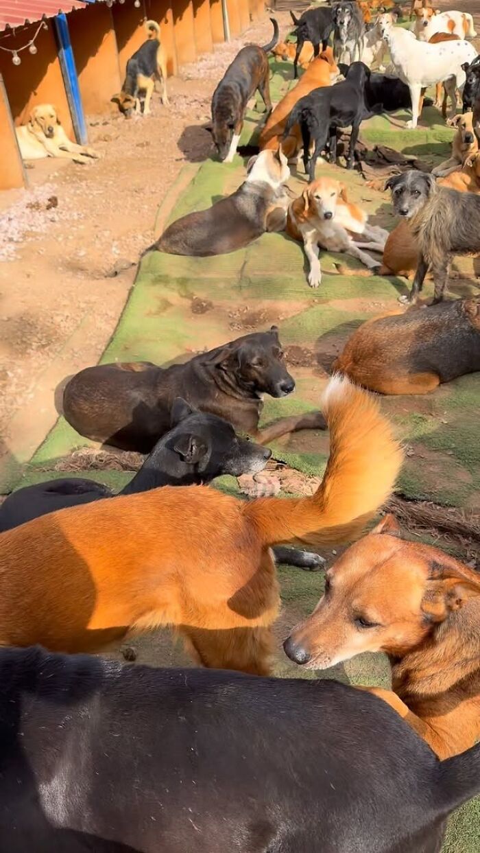 Meet Eduardo Groh Riermersma, The Man Who Devoted His Life To Caring For More Than 600 Rescued Dogs At Refugio El Montecito