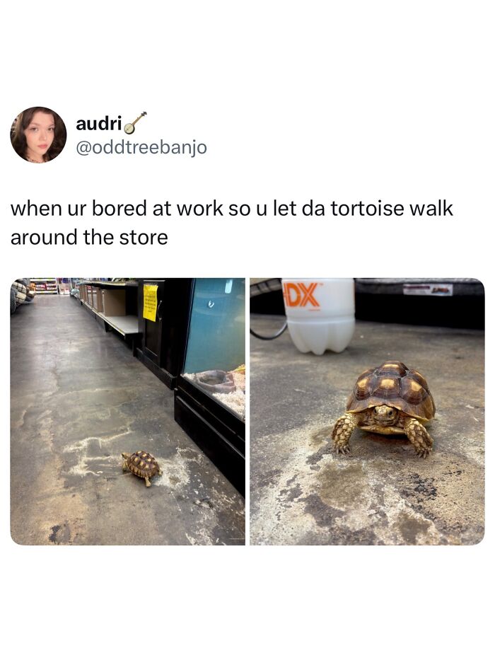 A funny animal meme showing a tortoise walking around a store, adding to a collection of cute animal content.