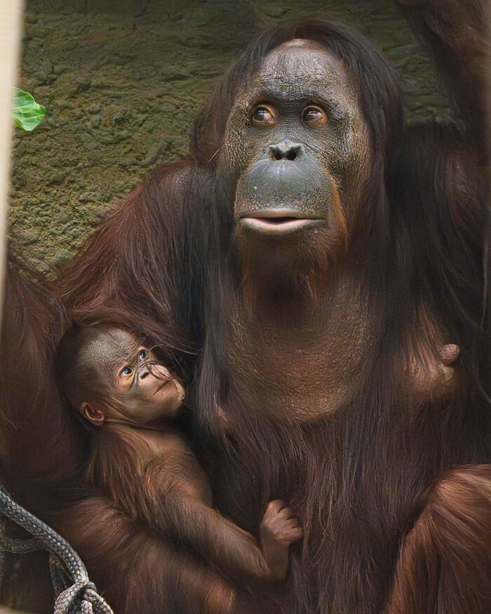 30 Heartwarming Photos Of Animal Moms And Their Babies Shared By Zooborns That Will Melt Your Heart