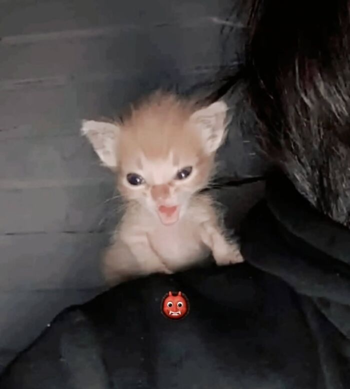 A funny and angry-looking tiny kitten perched on a person's shoulder with an emoji. These cats have no respect for rules.