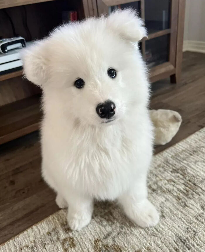 White fluffy puppy sitting indoors puppies