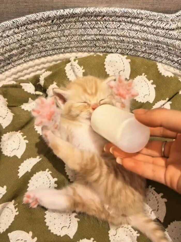 A funny tiny kitten with pink paws being bottle-fed, lying on a patterned blanket. These cats have no respect for rules.