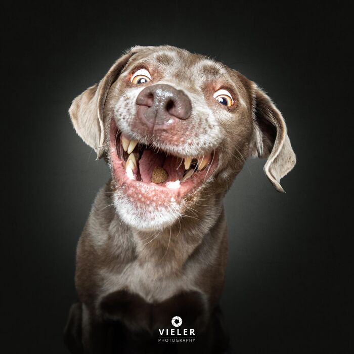 A senior dog with brown fur, eyes wide with excitement, and mouth open catching a treat, a joyful photo by Christian Vieler.