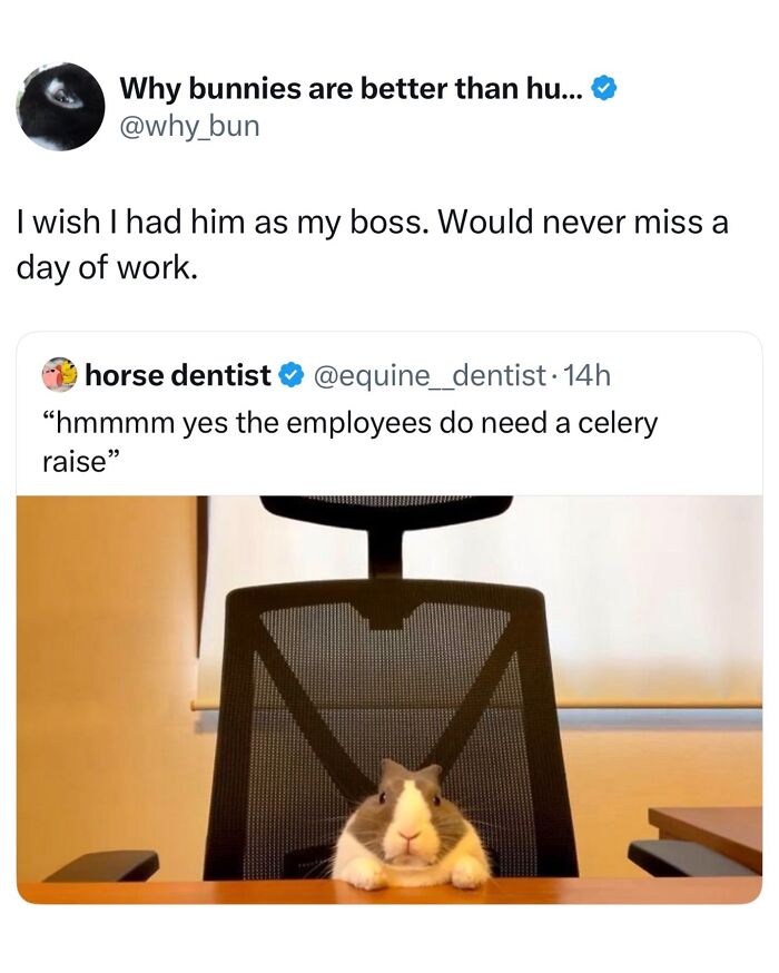 A funny animal meme featuring a bunny sitting in an office chair as a boss, suggesting celery raises for employees.
