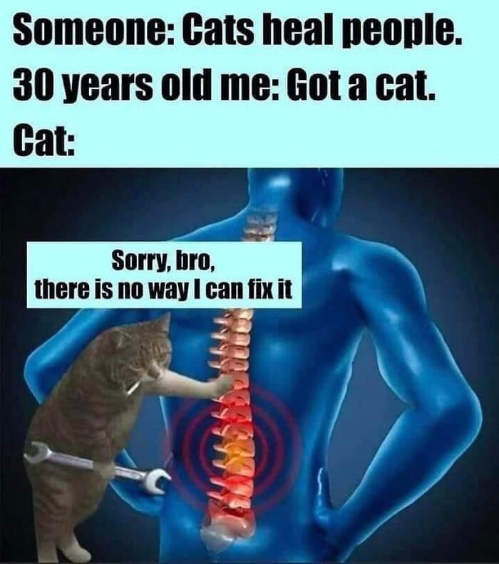This Instagram Page With Millions Of Followers Shares Some Of The Most Relatable Cat Memes On The Internet (38 Pics)