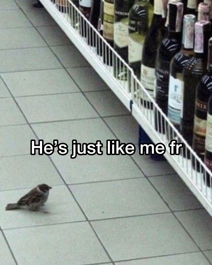 Funny memes with a small bird on a tiled floor next to a shelf of wine bottles, providing cute animal content.