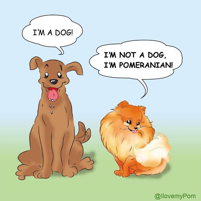 These Hilarious Comics Perfectly Capture What Life Is Like When You’re Obsessed With Pomeranians (40 New Comics)