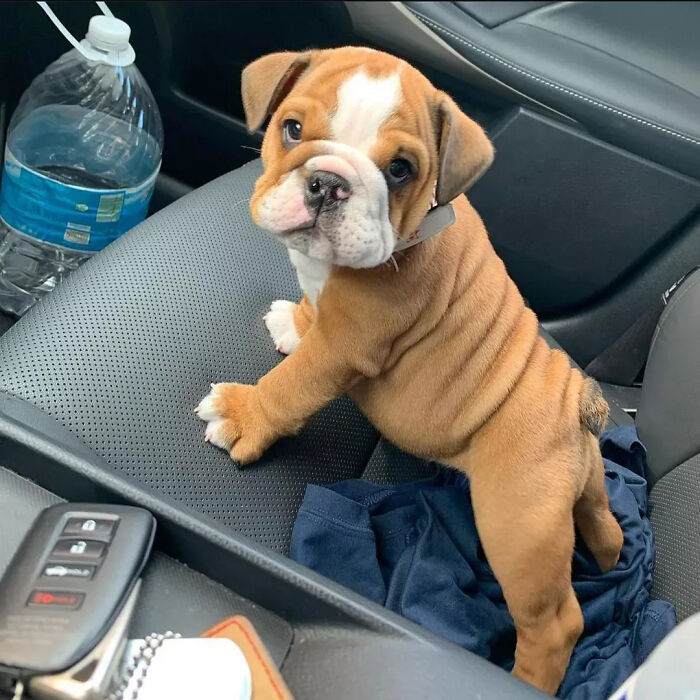 Wrinkled bulldog puppy on car seat puppies