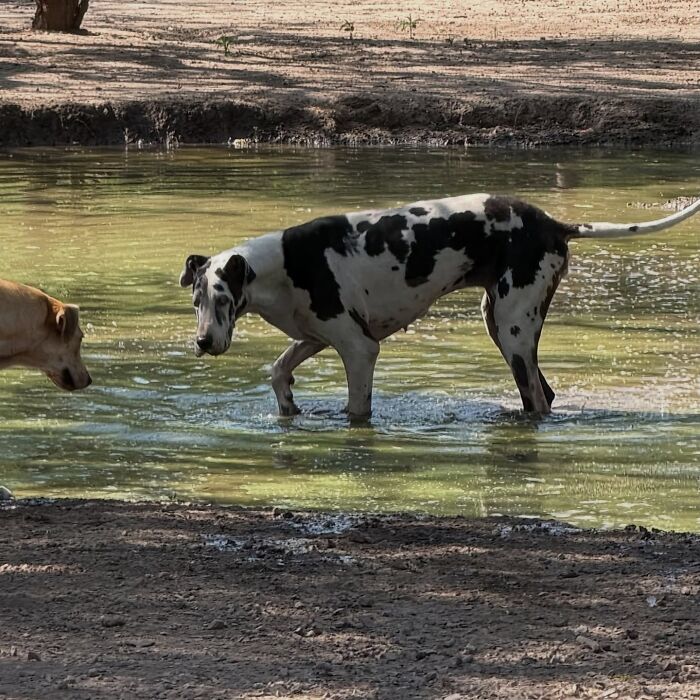 Meet Eduardo Groh Riermersma, The Man Who Devoted His Life To Caring For More Than 600 Rescued Dogs At Refugio El Montecito