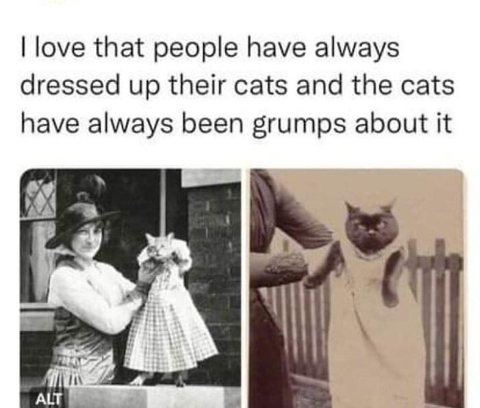 This Instagram Page With Millions Of Followers Shares Some Of The Most Relatable Cat Memes On The Internet (38 Pics)