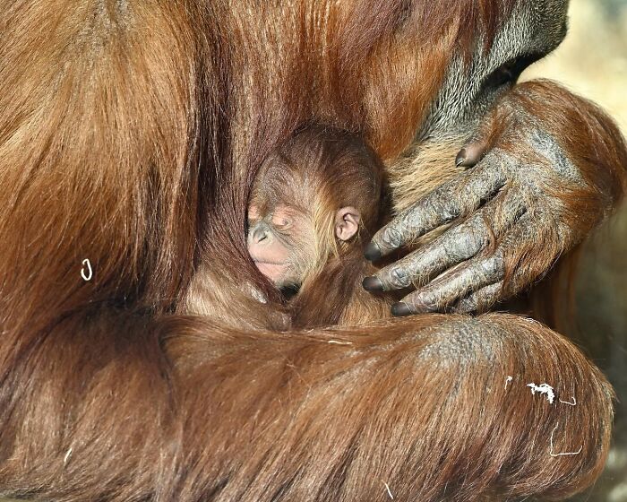 30 Heartwarming Photos Of Animal Moms And Their Babies Shared By Zooborns That Will Melt Your Heart