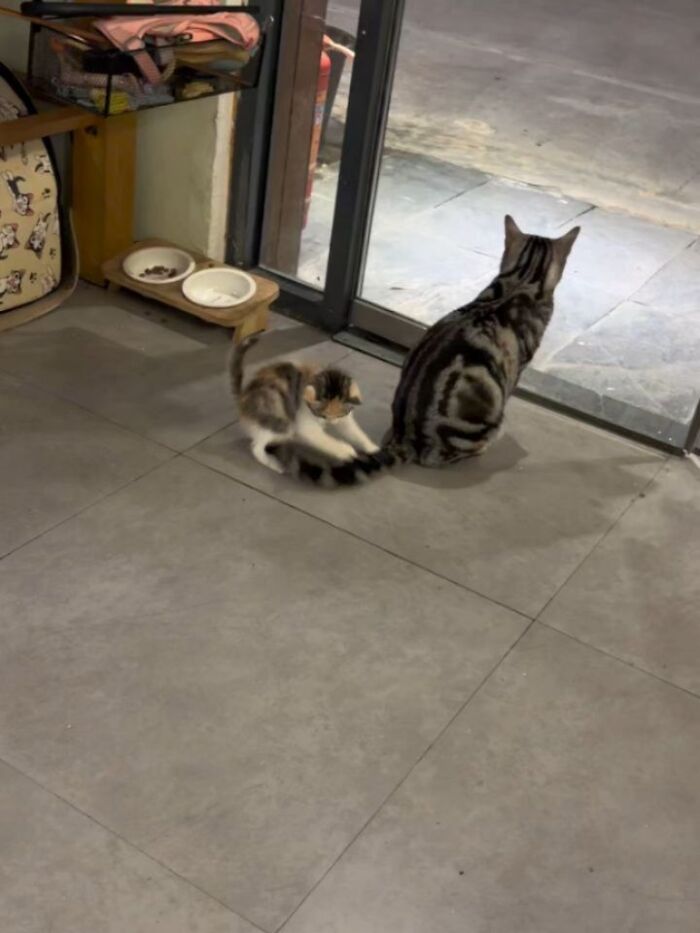 A funny kitten playing with an adult cat's tail next to a glass door. These cats have no respect for rules.