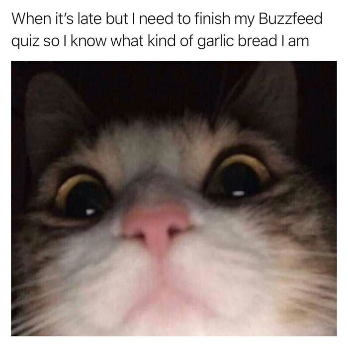 A funny animal meme of a wide-eyed cat looking intently, representing the urge to finish a quiz for cute animal content.