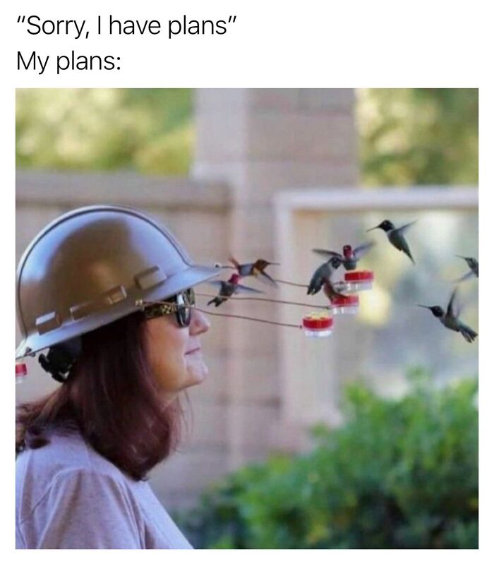 Funny memes showing a woman with a hard hat feeder for hummingbirds, portraying cute animal content.