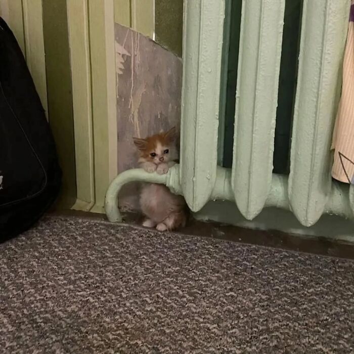 Funny pics with cats: A small, fluffy kitten peeks out from behind a light green radiator.