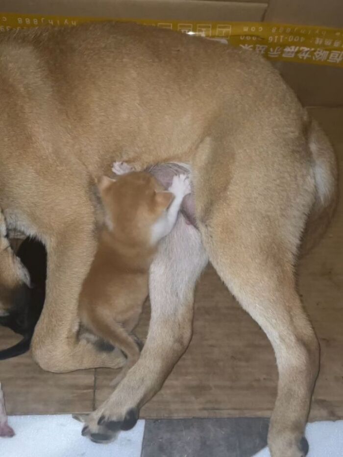 Funny pics with cats: A small kitten nurses from a much larger dog, showcasing an unusual bond.