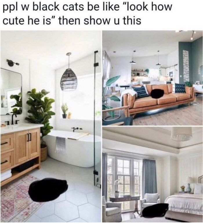 This Instagram Page With Millions Of Followers Shares Some Of The Most Relatable Cat Memes On The Internet (38 Pics)
