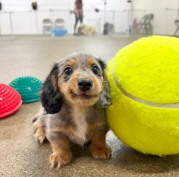 Small dachshund puppy beside large tennis ball puppies