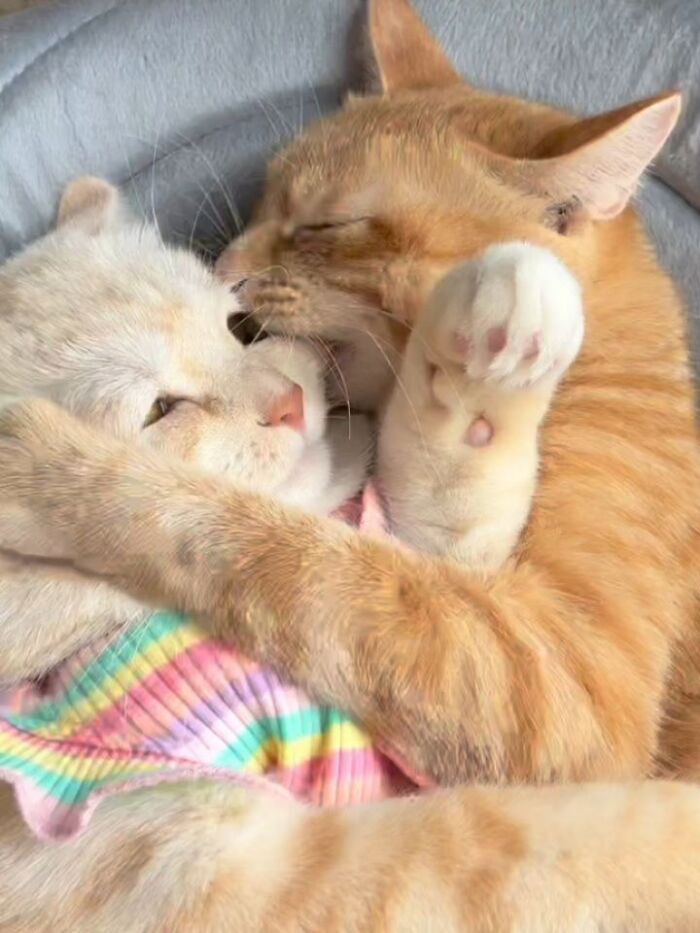Funny pics with cats: Two ginger cats cuddle closely, one wearing a colorful striped shirt, showing affection.