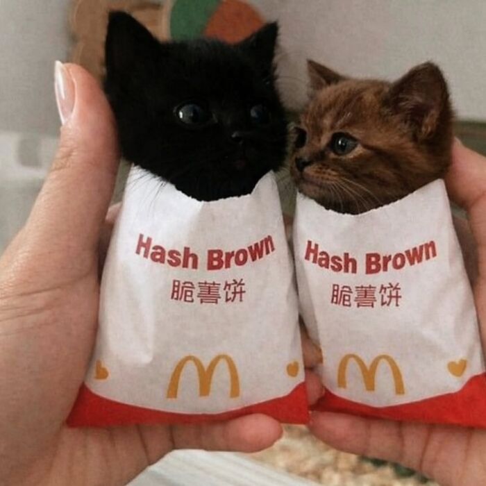 Funny pics with cats: Two tiny kittens, one black and one brown, are held in McDonald's Hash Brown bags.