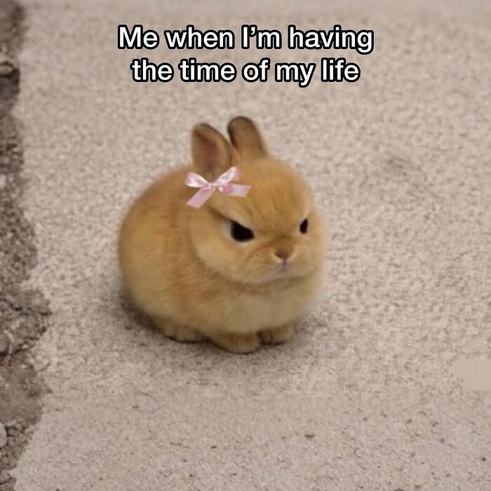 A cute animal content meme featuring an adorable bunny with a pink bow, looking angry. Funny memes daily dose.