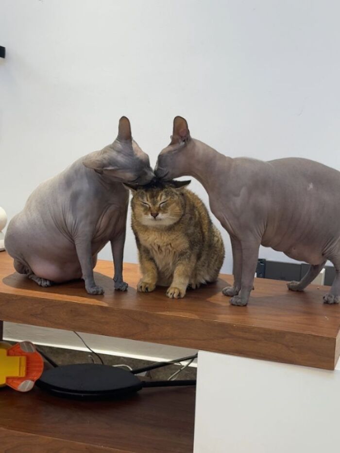 Funny pics with cats: Two hairless cats playfully nuzzle a fluffy cat on a wooden surface.