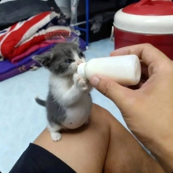 Funny pics with cats: A small, fluffy kitten is being bottle-fed milk by a human hand.