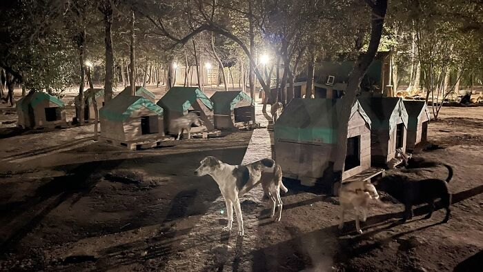 Meet Eduardo Groh Riermersma, The Man Who Devoted His Life To Caring For More Than 600 Rescued Dogs At Refugio El Montecito