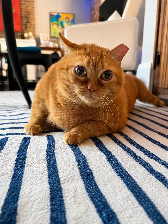 An overweight rescue cat relaxes on a striped rug, finally in its forever home. This viral cat found happiness.