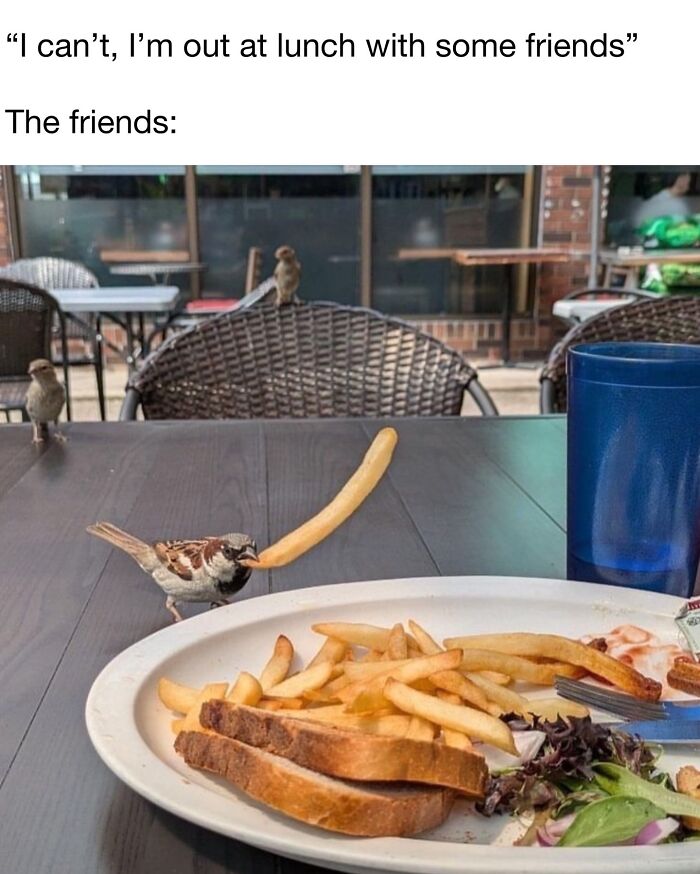 A cute animal content meme with sparrows on a table, one stealing a fry. Funny memes daily dose.