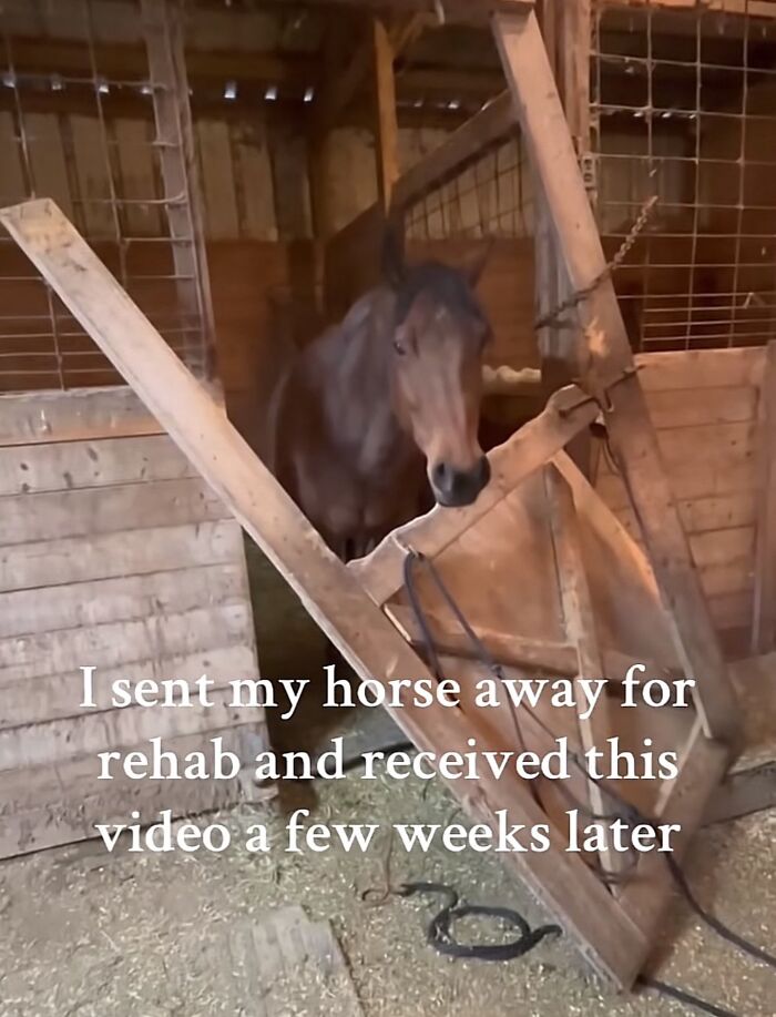A cute animal content meme of a horse in a stall, looking through a broken door. Funny memes daily dose.