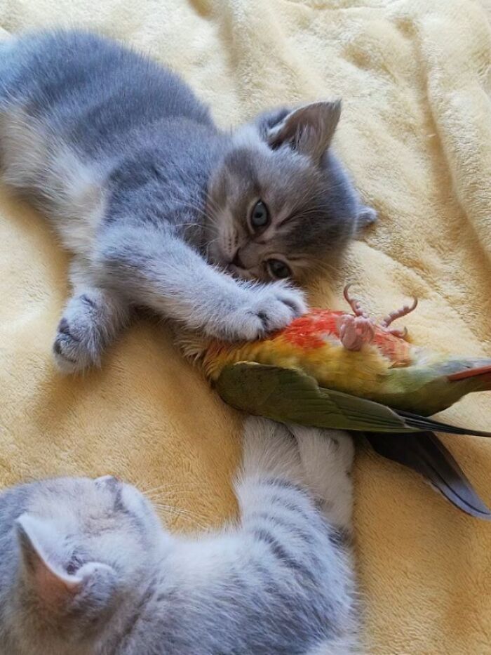 Funny pics with cats: A grey kitten playfully bats at a colorful toy parrot on a yellow blanket.