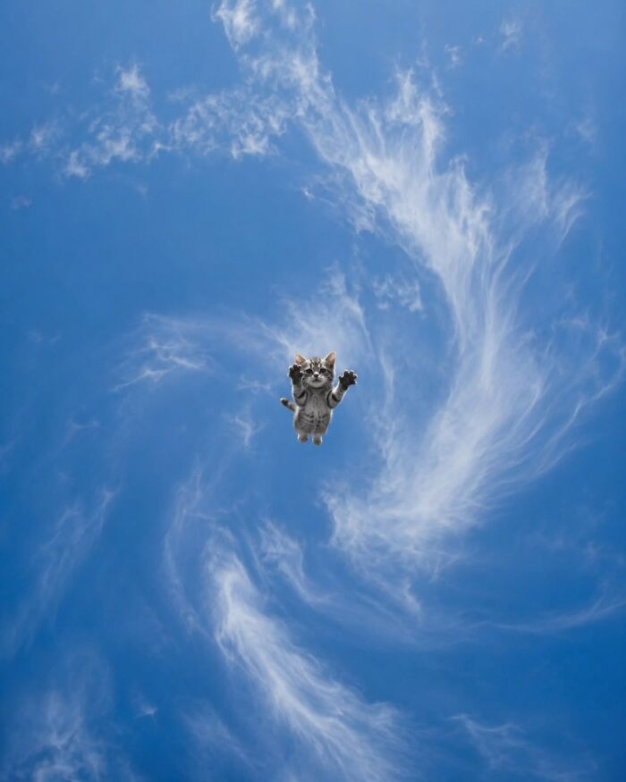 Funny pics with cats: A cat appears to be floating in a bright blue sky with wispy white clouds.