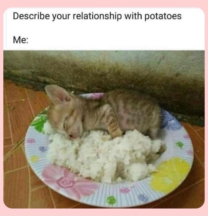 This Instagram Page With Millions Of Followers Shares Some Of The Most Relatable Cat Memes On The Internet (38 Pics)