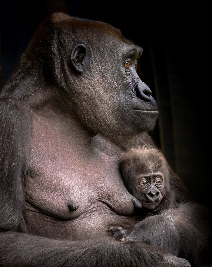 Honorable Mention: Bound By Care By Saleh Alshamali