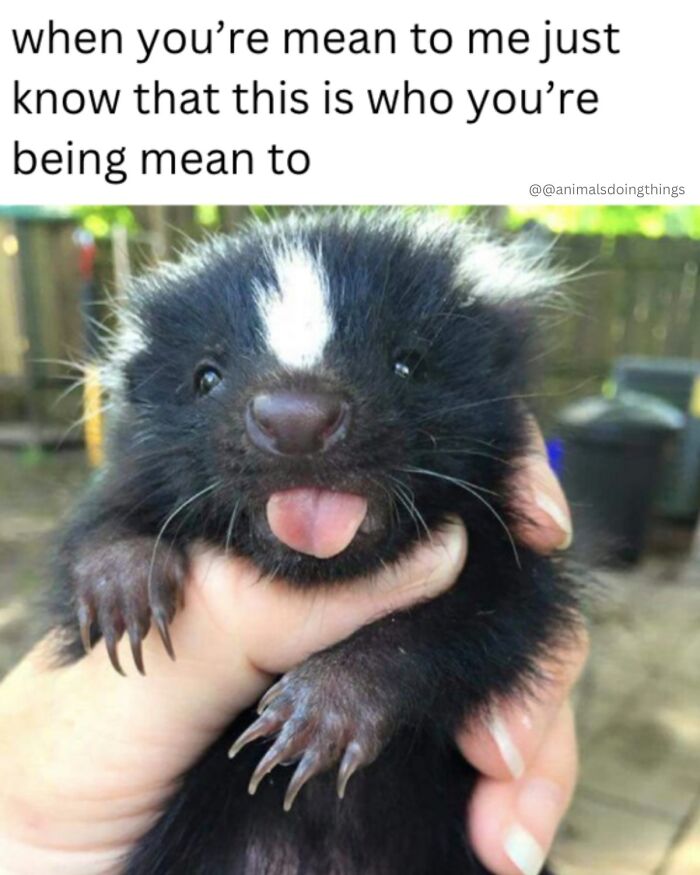 A cute animal content meme featuring a baby skunk being held, sticking out its tongue. Funny memes daily dose.
