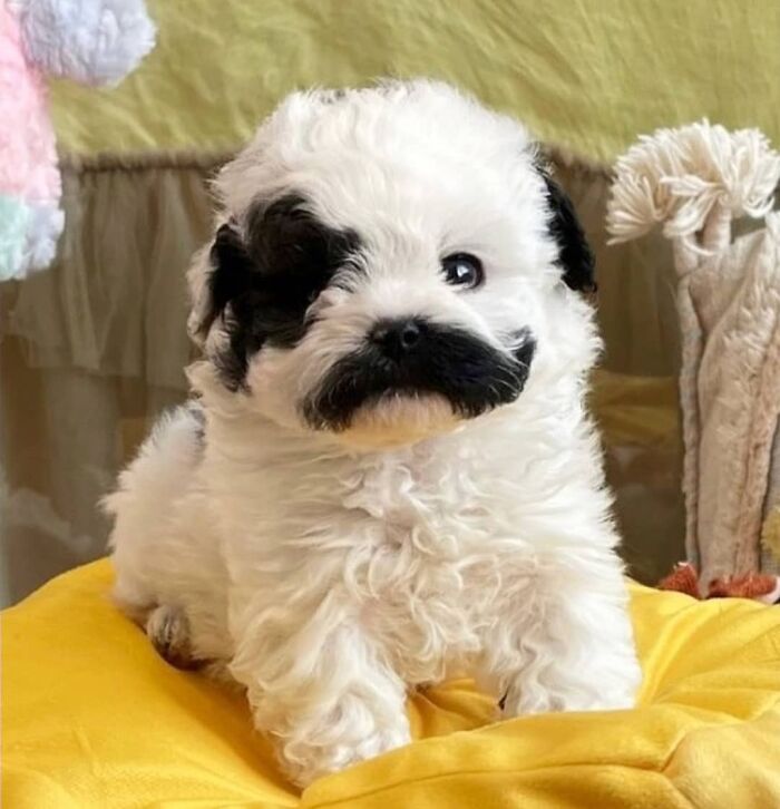 Fluffy puppy with black and white fur sitting on yellow cushion puppies