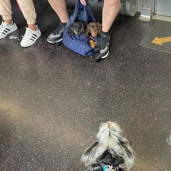 40 New Photos Of Dogs Traveling In Bags That Will Instantly Brighten Your Day (New Pics)
