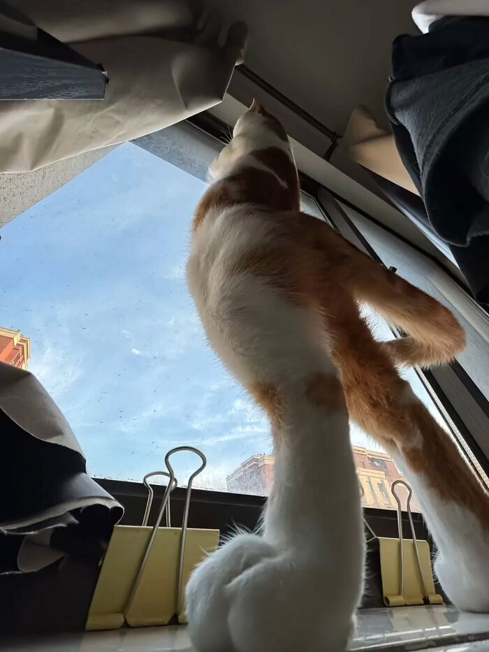 A funny pic of a cat stretching upwards, with its hind paws visible, looking out a window.
