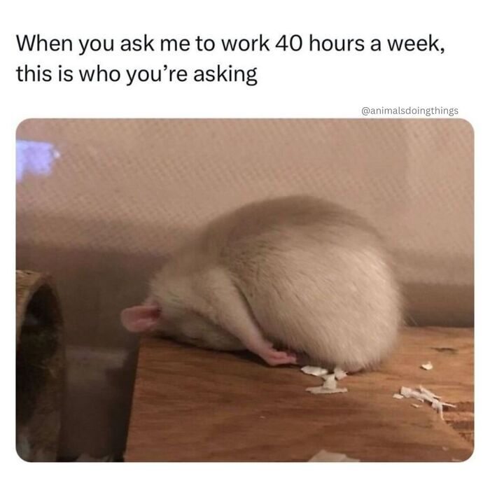 A funny meme of a small, sleeping rodent curled on a wooden surface, embodying funny animal content.