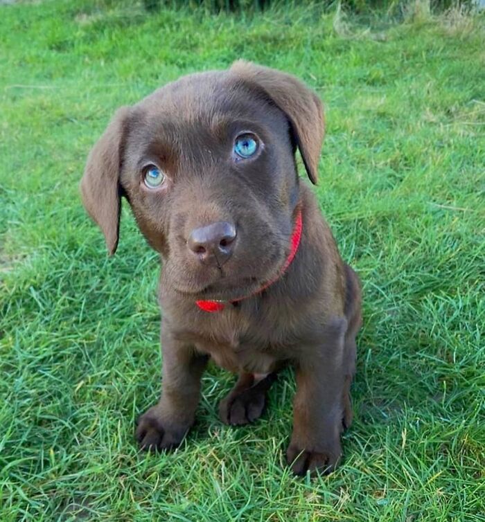 Chocolate labrador puppy with blue eyes sitting on grass