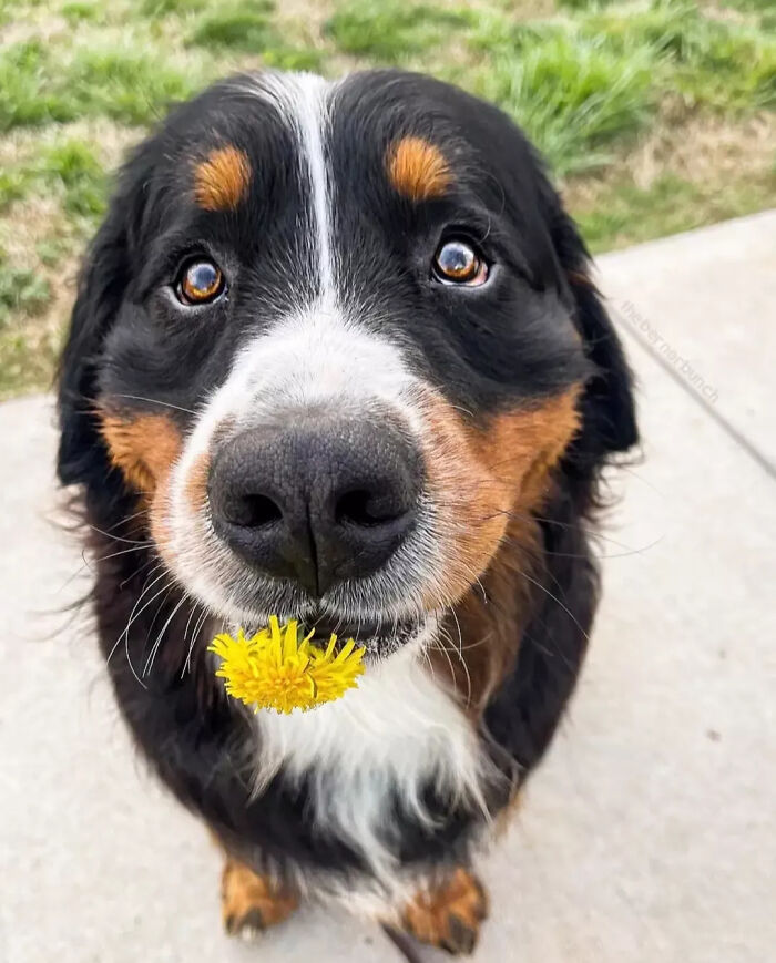 Bernese mountain dog holding a yellow flower in its mouth outdoors