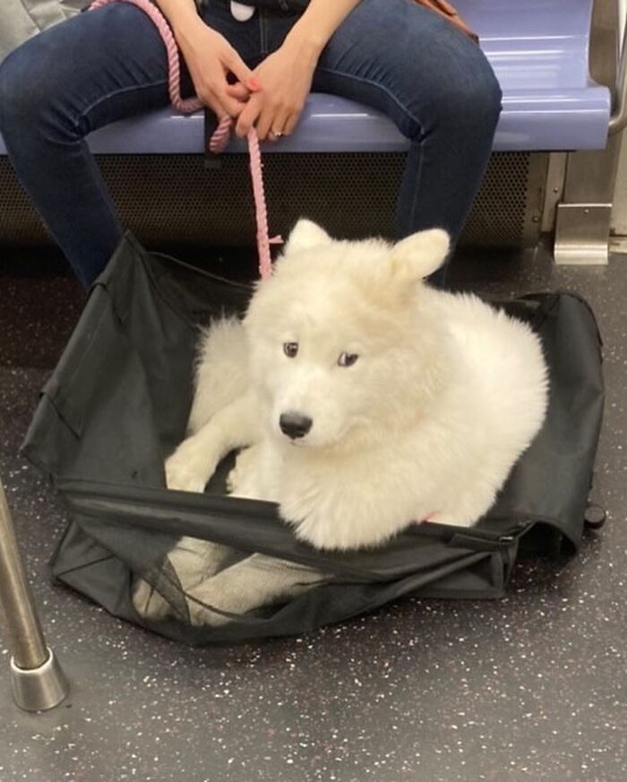 40 New Photos Of Dogs Traveling In Bags That Will Instantly Brighten Your Day (New Pics)