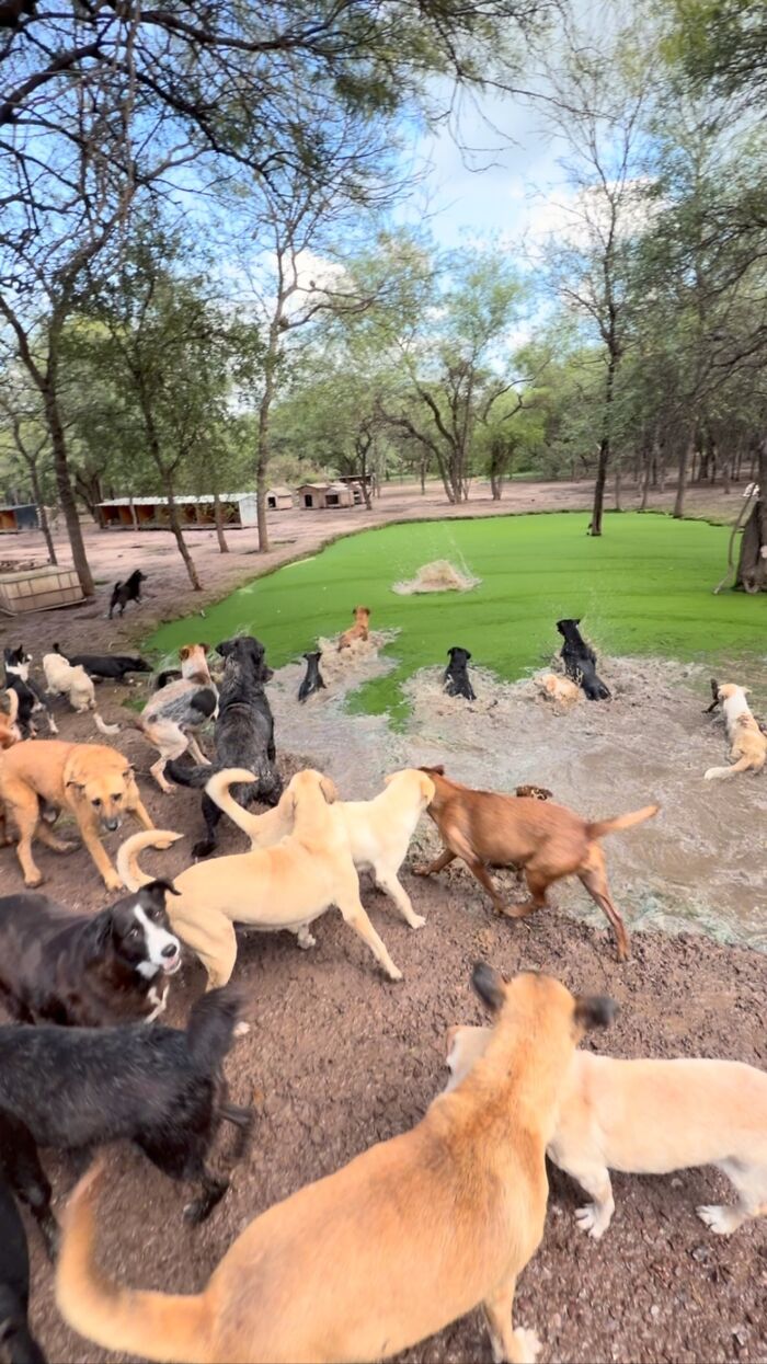 Meet Eduardo Groh Riermersma, The Man Who Devoted His Life To Caring For More Than 600 Rescued Dogs At Refugio El Montecito