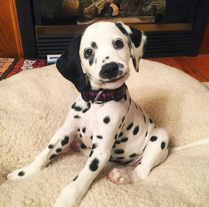 Dalmatian puppy sitting on soft blanket indoors