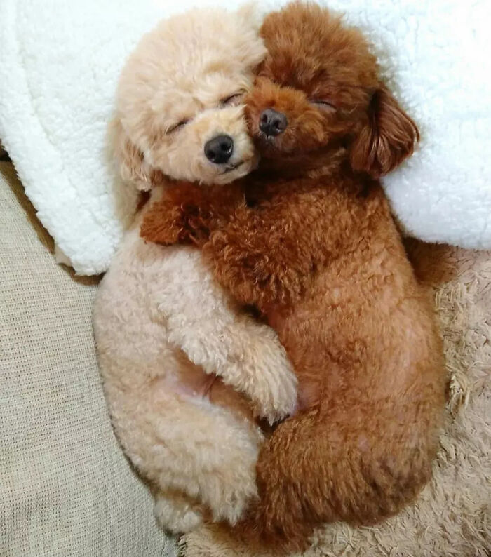 Two poodle puppies cuddling and sleeping together
