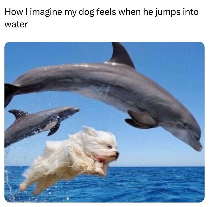 A funny meme depicts a small dog with flowing fur mid-jump over water, with two dolphins leaping, illustrating funny animal content.