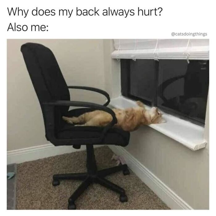 A funny meme shows a cat stretched uncomfortably between an office chair and a window sill, representing funny animal content.