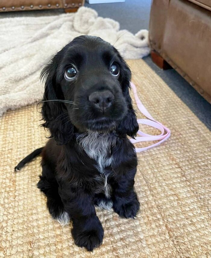 Black puppy with shiny coat and big eyes sitting inside